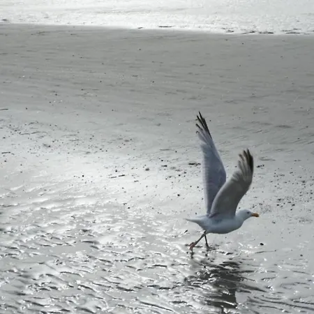 By Zeedijk With Sea View, Cleaning Included 코크시데